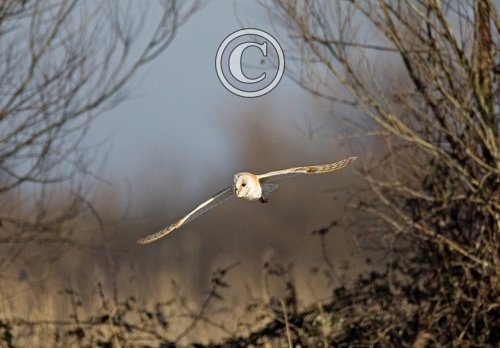 Barn Owl in Flight DM0900